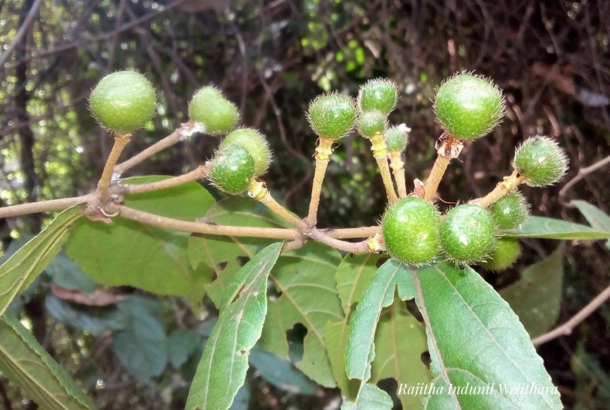 Grewia orientalis L.